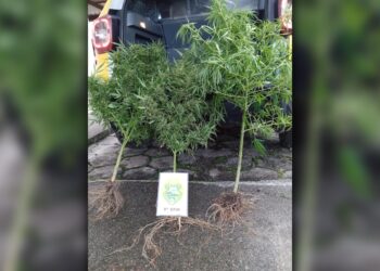 Pés de maconha, cultivados atrás de um bar em Guaratuba, são recolhidos pela PM