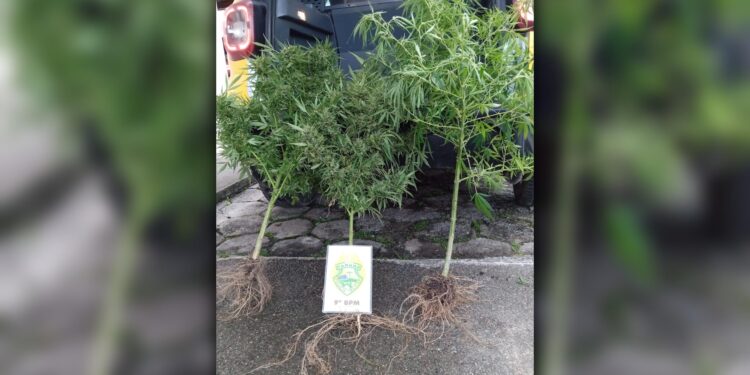 Pés de maconha, cultivados atrás de um bar em Guaratuba, são recolhidos pela PM