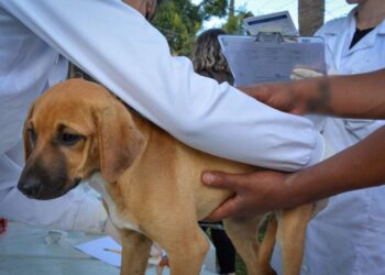 Foto: Polícia Penal do Paraná