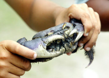 Foto: Denis Ferreira Netto/SEDEST-PR