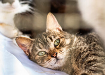 Foto: Moyses Zanardo