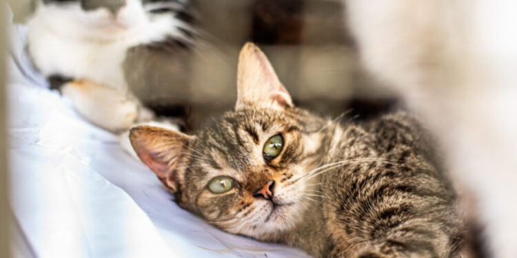 Foto: Moyses Zanardo