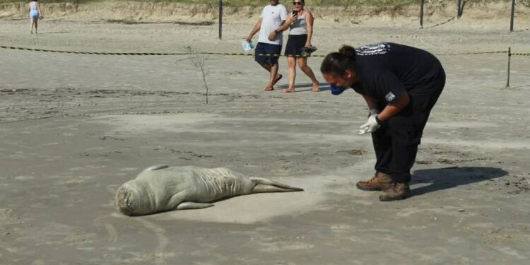 Elefante-marinho é resgatado após encalhe em praia de Matinhos