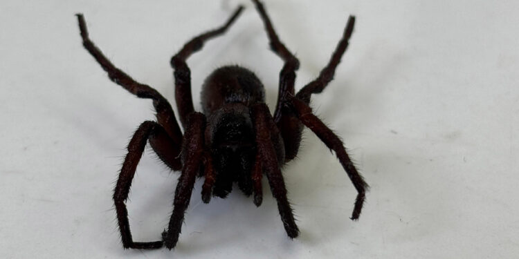 Foto: Juliana Cequinel/SESA