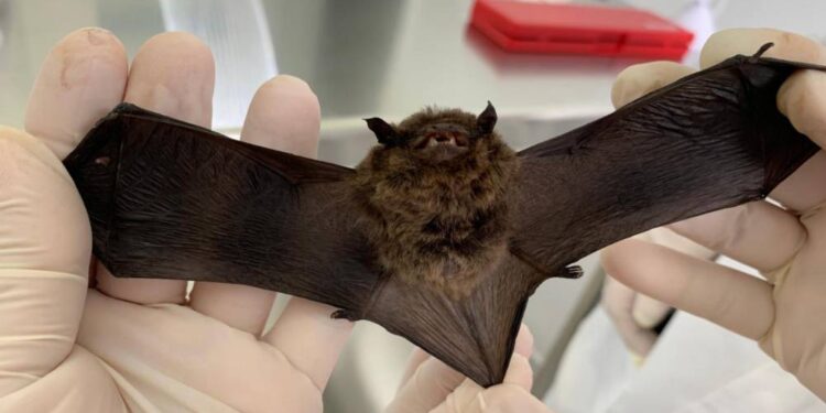 Foto: Tatiane Dombroski/SESA