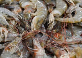 Foto: Denis Ferreira Netto/SEDEST