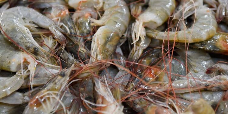 Foto: Denis Ferreira Netto/SEDEST