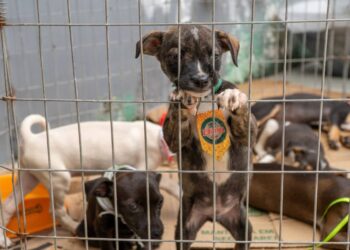 Foto: Silvia Costa/Prefeitura de Paranaguá