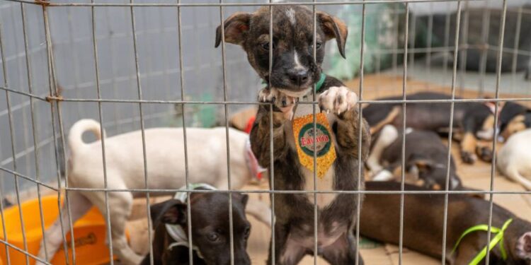 Foto: Silvia Costa/Prefeitura de Paranaguá