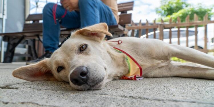 Foto: Wilson Leandro/Prefeitura de Paranaguá