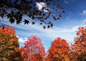 Foto: José Fernando Ogura