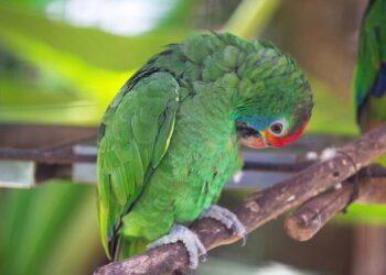 Foto: Denis Ferreira Netto/SEDEST