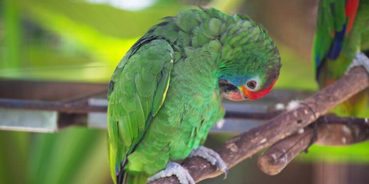 Foto: Denis Ferreira Netto/SEDEST