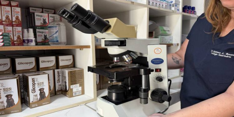 Foto: Emili Souza/Prefeitura de Paranaguá