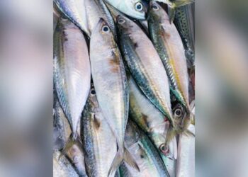 Foto: Prefeitura de Guaratuba