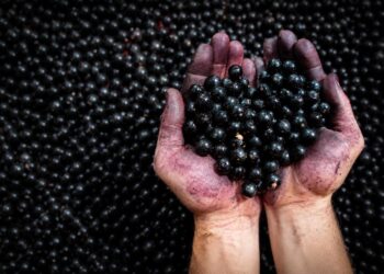 Inscrições abertas para oficinas gratuitas de colheita, despolpa e receitas com juçara em Morretes