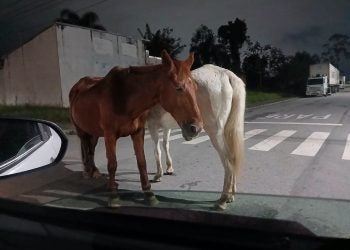 Cavalos soltos preocupam moradores do Vale do Sol em Paranaguá