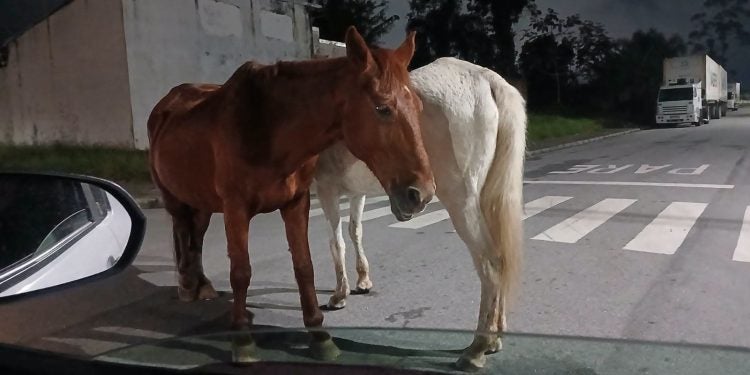 Cavalos soltos preocupam moradores do Vale do Sol em Paranaguá