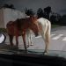 Cavalos soltos preocupam moradores do Vale do Sol em Paranaguá