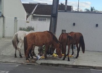Cavalos soltos preocupam moradores do Vale do Sol em Paranaguá