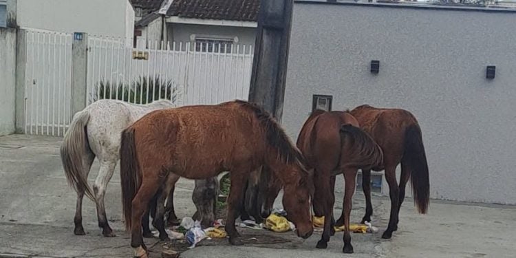 Cavalos soltos preocupam moradores do Vale do Sol em Paranaguá