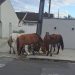 Cavalos soltos preocupam moradores do Vale do Sol em Paranaguá