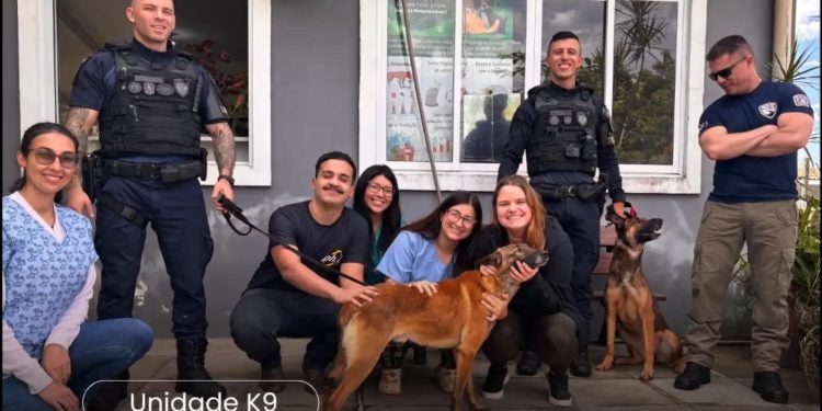 Cães da GCM de Paranaguá passam por avaliação veterinária antes da implantação da Unidade K9