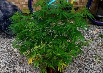 PM encontra pés de maconha no quintal de uma residência em Matinhos