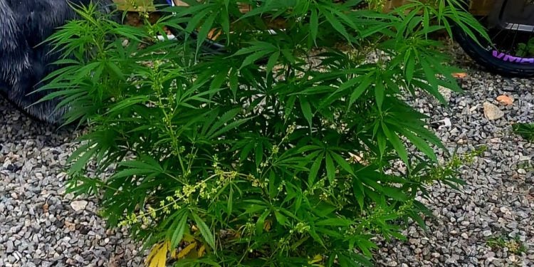 PM encontra pés de maconha no quintal de uma residência em Matinhos