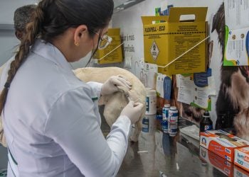 Foto: Moyses Zanardo/Prefeitura de Paranaguá